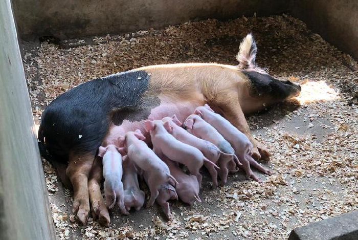 Ausdehnung_der_Landwirtschaft17.jpg